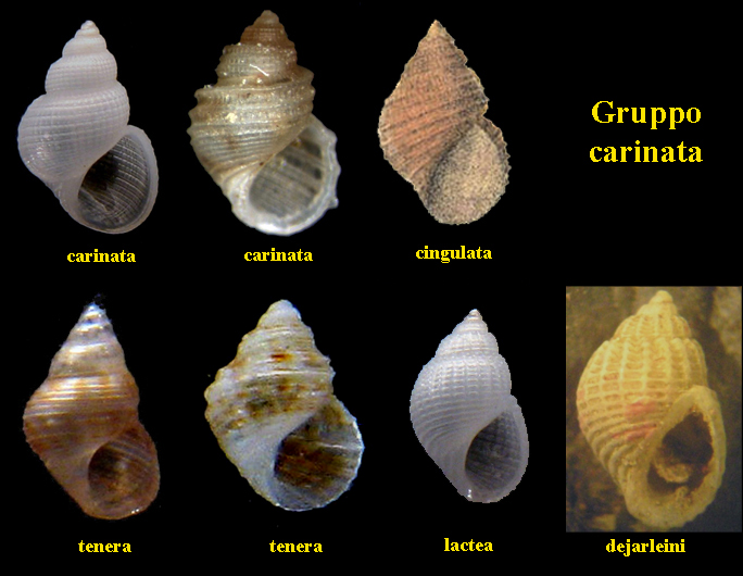 Rissoidae nel Mediterraneo: Genere Alvania